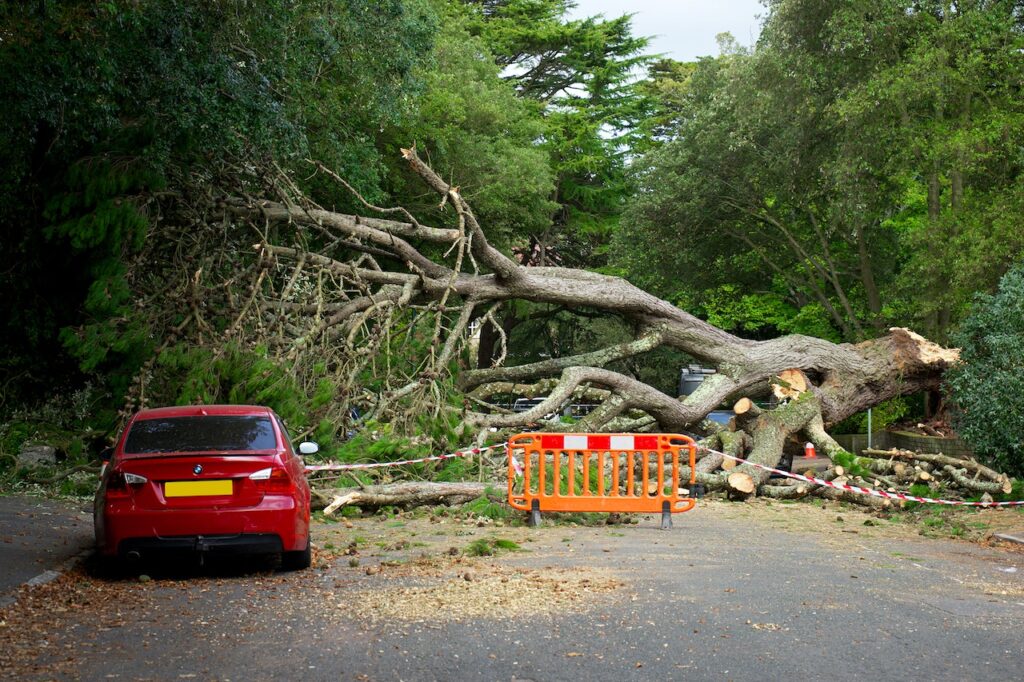 Emergency Tree Service in Colorado Springs Co