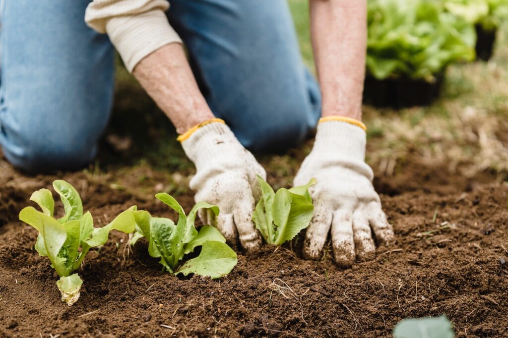 Fertilization and Weed Control in Colorado Springs Co