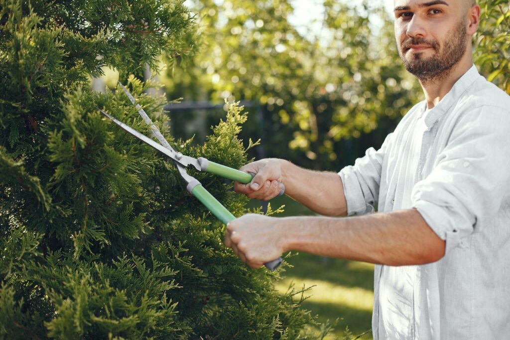 Tree Pruning & Trimming in Colorado Springs Co