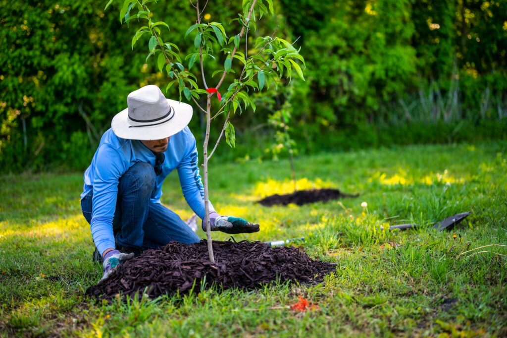 Tree Planting in Colorado Springs Co