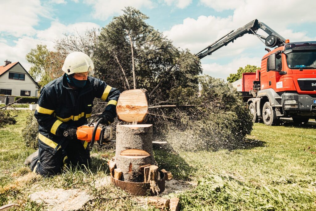 Tree Removal in Colorado Springs Co